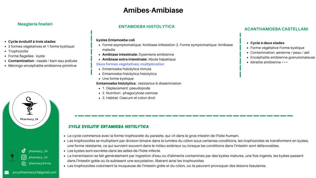 Amibes-Amibiase